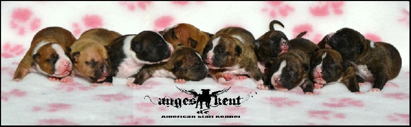 chiot American Staffordshire Terrier Des Anges De Kent