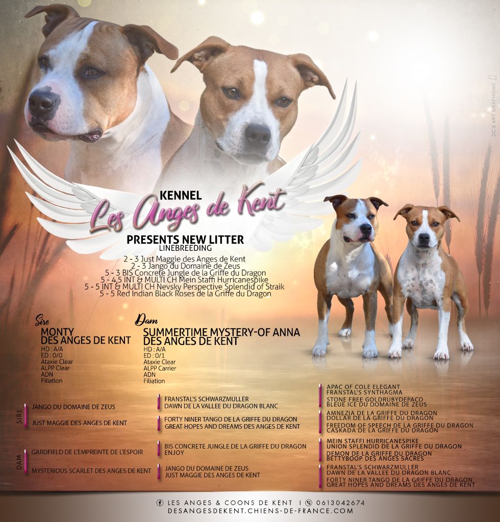 chiot American Staffordshire Terrier Des Anges De Kent