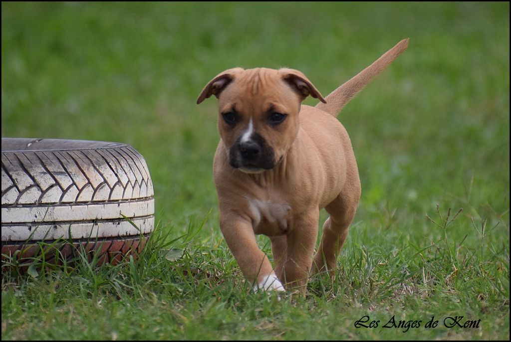 Des Anges De Kent - Chiot disponible  - American Staffordshire Terrier