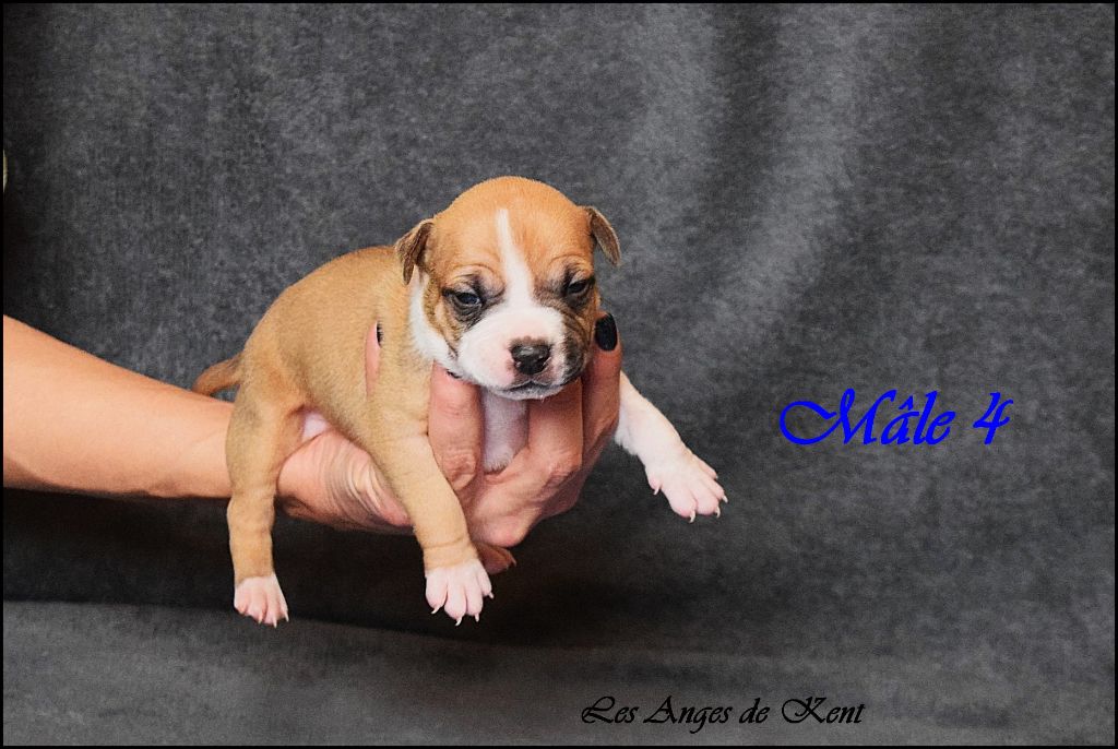 Des Anges De Kent - Chiot disponible  - American Staffordshire Terrier