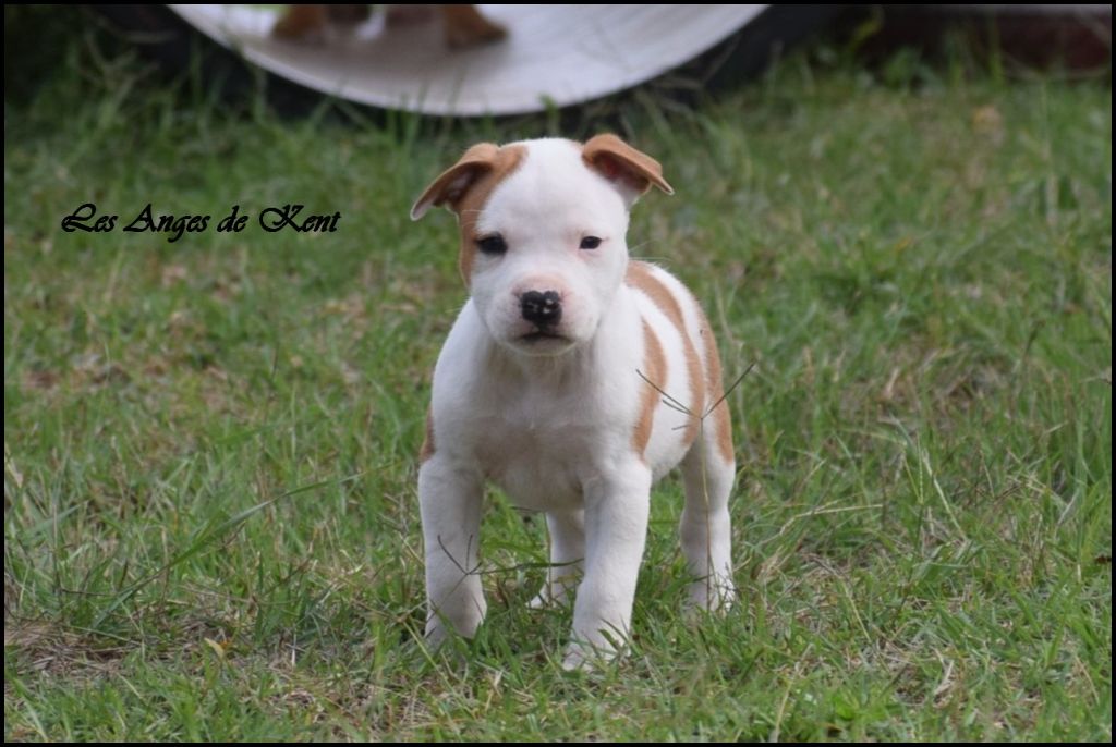 Des Anges De Kent - Chiot disponible  - American Staffordshire Terrier