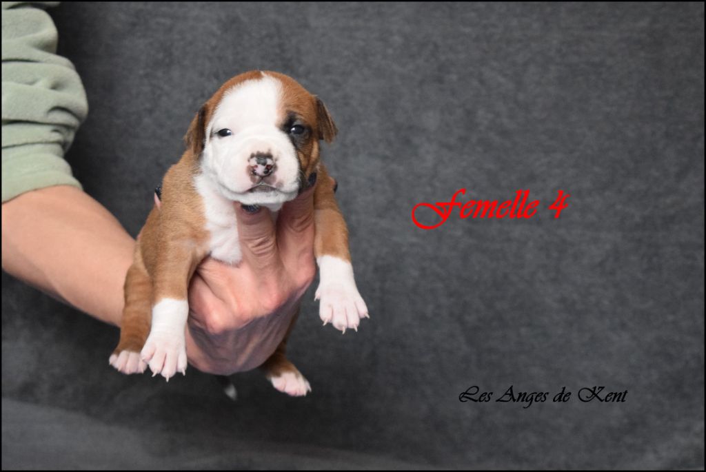 Des Anges De Kent - Chiot disponible  - American Staffordshire Terrier