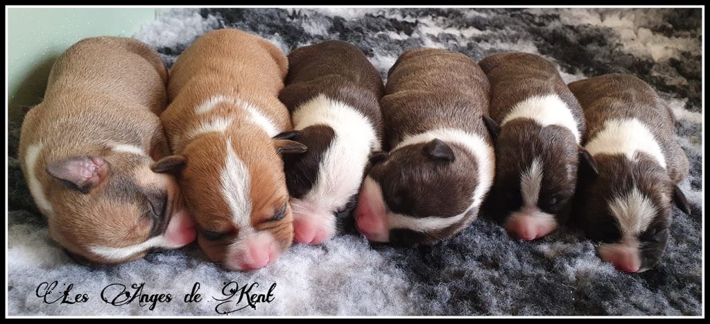 Des Anges De Kent - American Staffordshire Terrier - Portée née le 02/03/2021