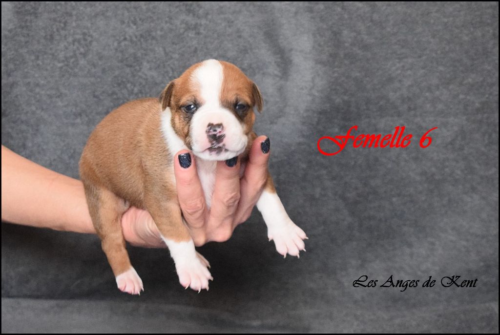 Des Anges De Kent - Chiot disponible  - American Staffordshire Terrier