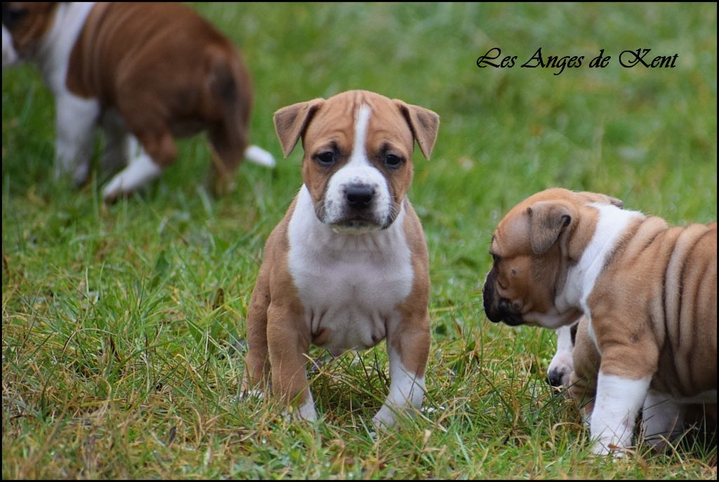 Des Anges De Kent - Chiot disponible  - American Staffordshire Terrier