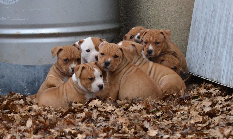Des Anges De Kent - American Staffordshire Terrier - Portée née le 19/12/2011