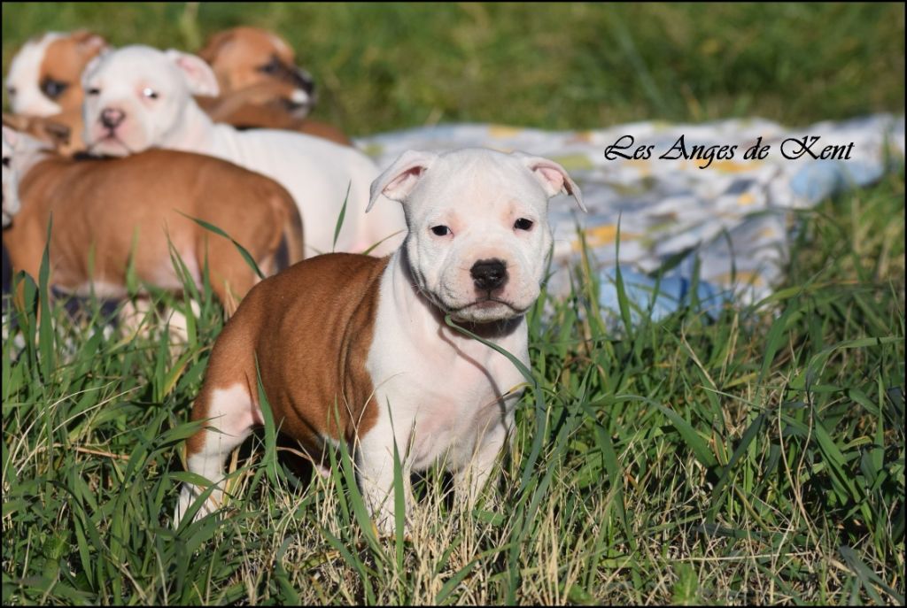 Des Anges De Kent - Chiot disponible  - American Staffordshire Terrier