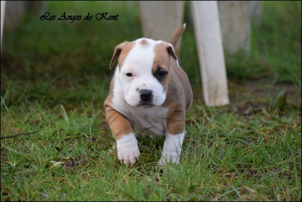 Des Anges De Kent - Chiot disponible  - American Staffordshire Terrier