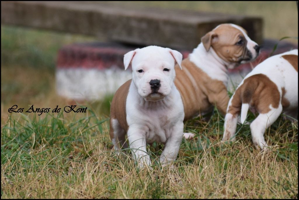 Des Anges De Kent - Chiot disponible  - American Staffordshire Terrier