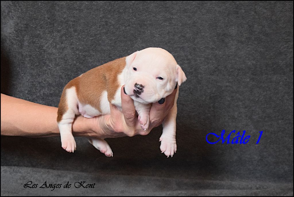 Des Anges De Kent - Chiot disponible  - American Staffordshire Terrier