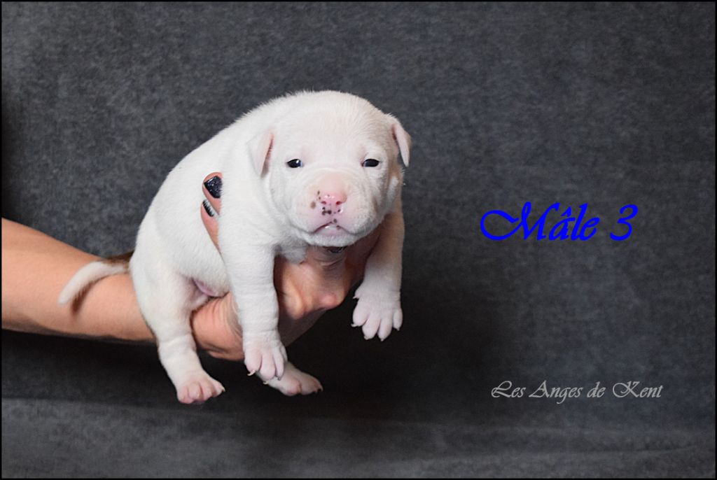 Des Anges De Kent - Chiot disponible  - American Staffordshire Terrier