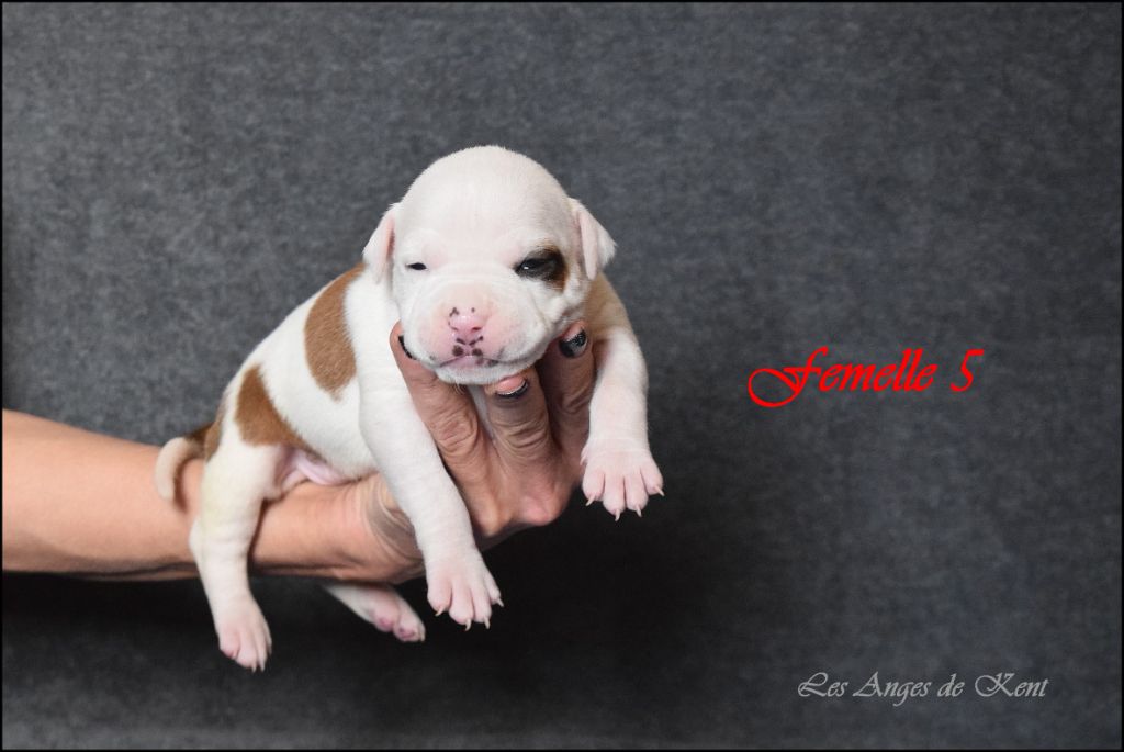 Des Anges De Kent - Chiot disponible  - American Staffordshire Terrier