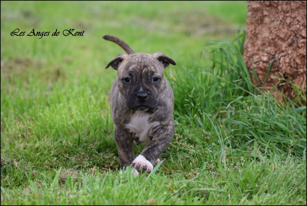 Des Anges De Kent - Chiot disponible  - American Staffordshire Terrier