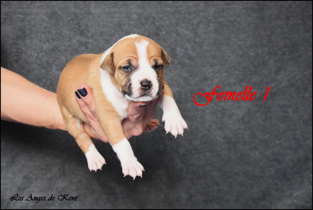 Des Anges De Kent - Chiot disponible  - American Staffordshire Terrier