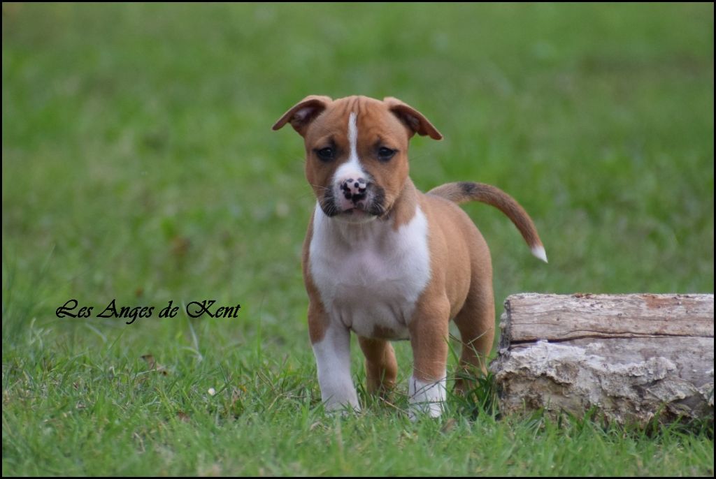 Des Anges De Kent - Chiot disponible  - American Staffordshire Terrier