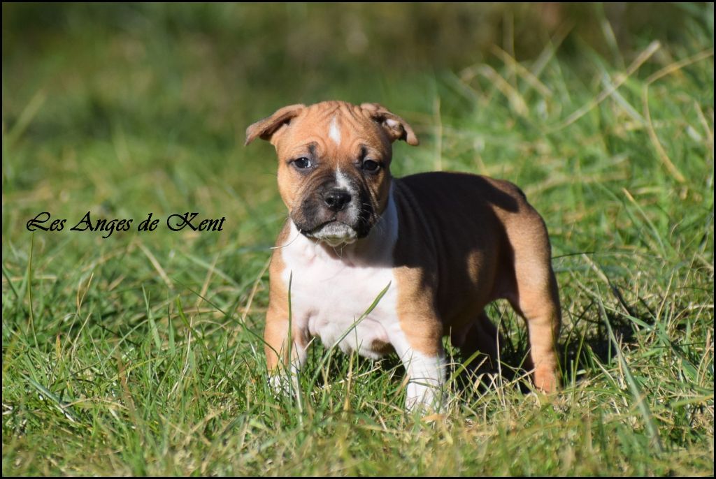 Des Anges De Kent - Chiot disponible  - American Staffordshire Terrier