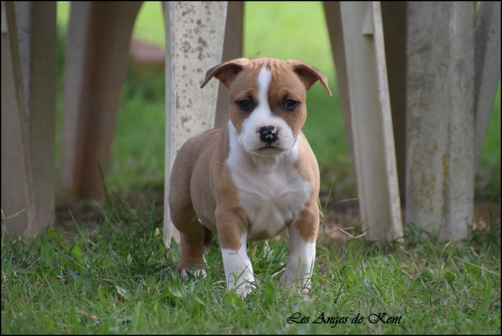 Des Anges De Kent - Chiot disponible  - American Staffordshire Terrier