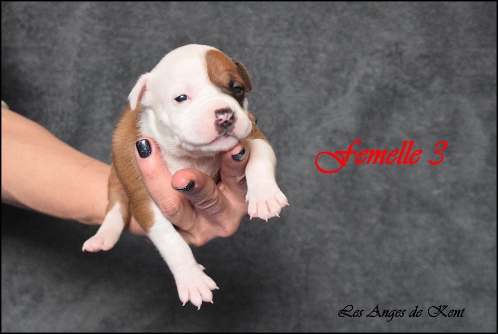 Des Anges De Kent - Chiot disponible  - American Staffordshire Terrier