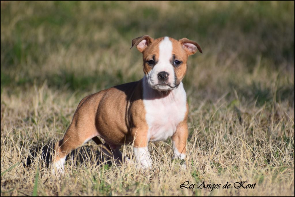 Des Anges De Kent - Chiot disponible  - American Staffordshire Terrier