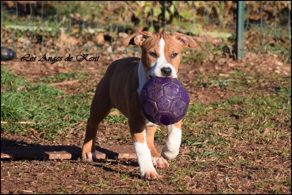 Des Anges De Kent - Chiot disponible  - American Staffordshire Terrier