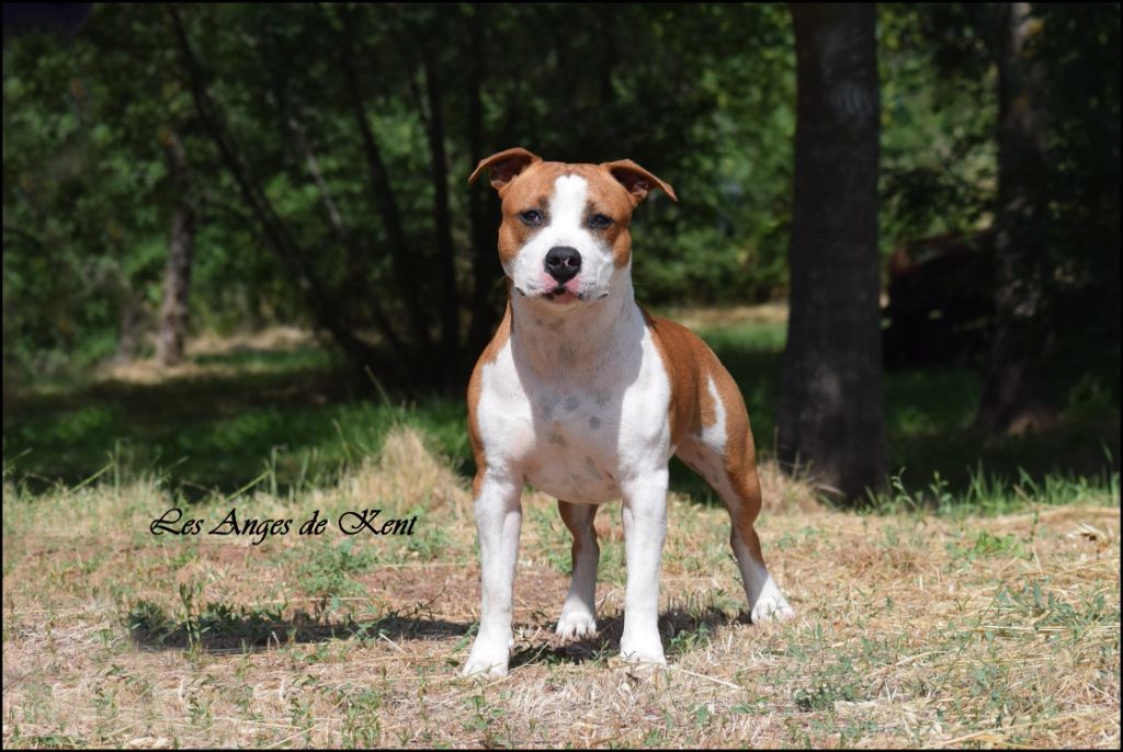 Des Anges De Kent - Chiot disponible  - American Staffordshire Terrier