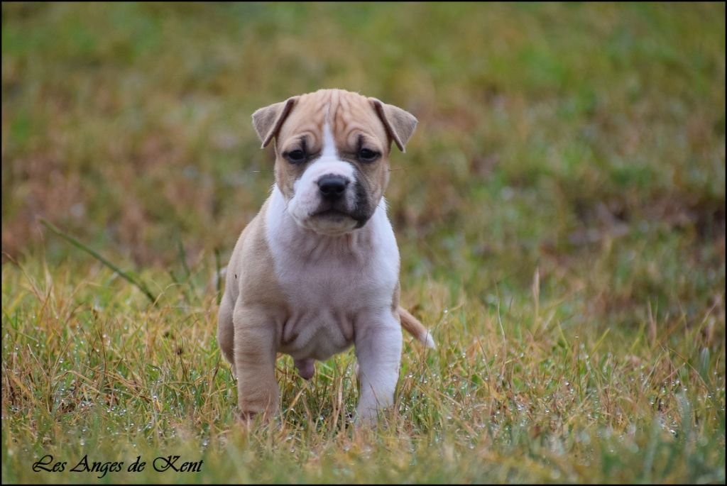 Des Anges De Kent - Chiot disponible  - American Staffordshire Terrier