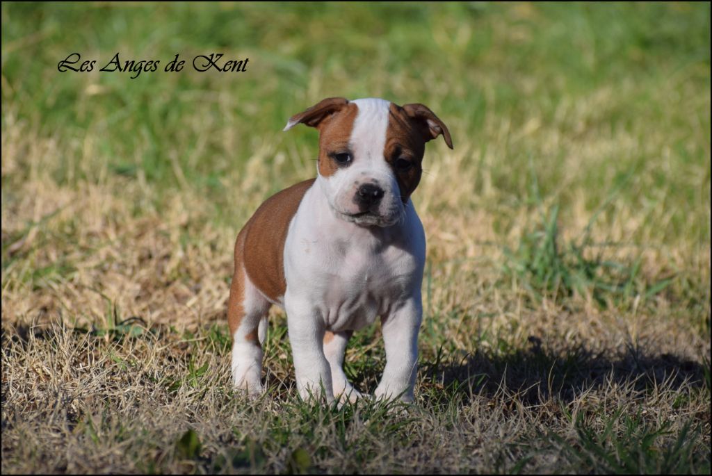 Des Anges De Kent - Chiot disponible  - American Staffordshire Terrier