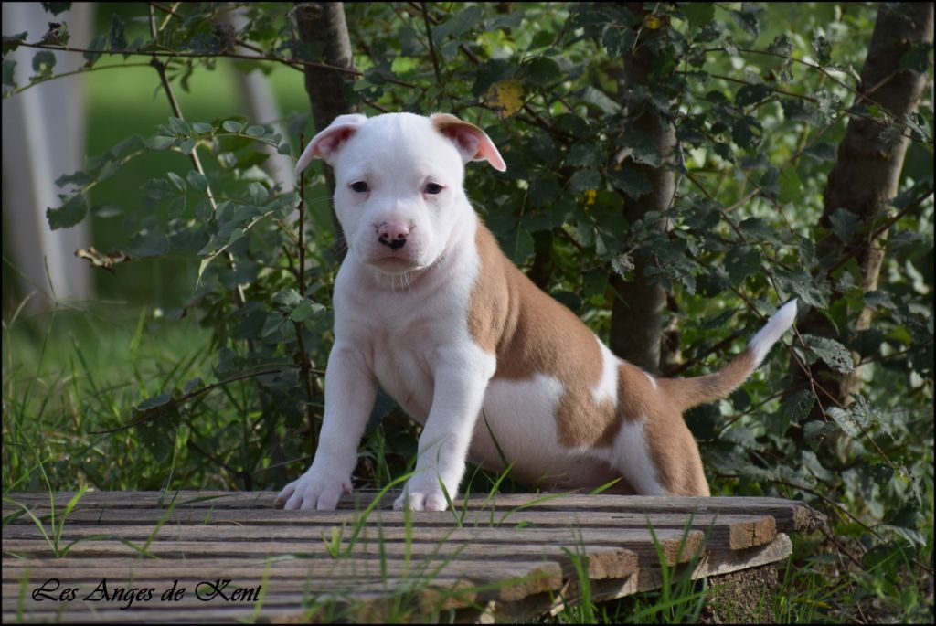 Des Anges De Kent - Chiot disponible  - American Staffordshire Terrier