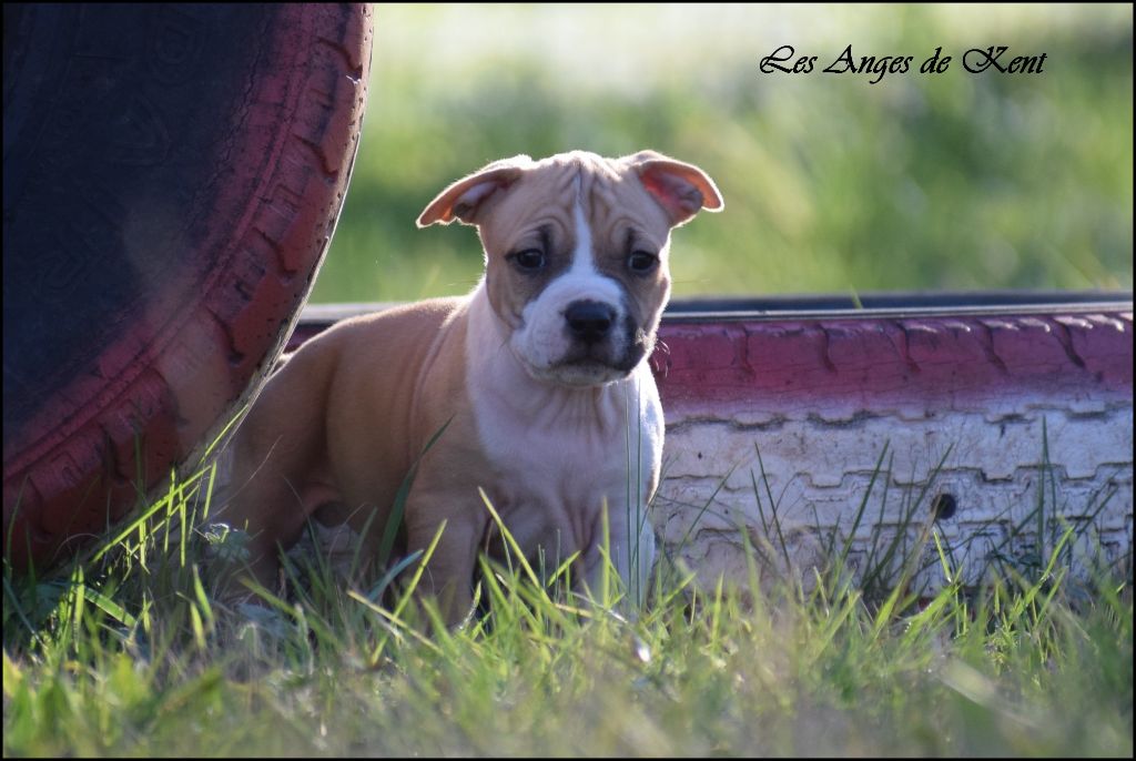 Des Anges De Kent - Chiot disponible  - American Staffordshire Terrier