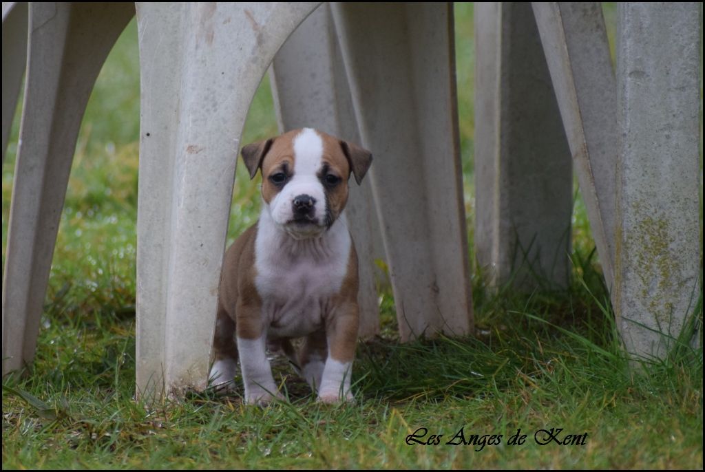 Des Anges De Kent - Chiot disponible  - American Staffordshire Terrier