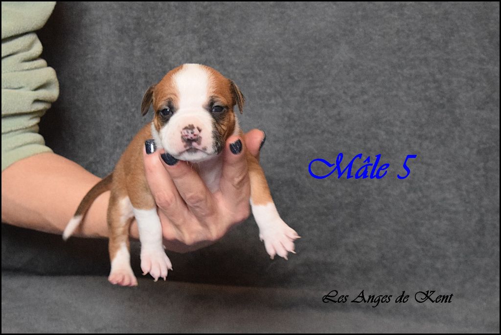 Des Anges De Kent - Chiot disponible  - American Staffordshire Terrier