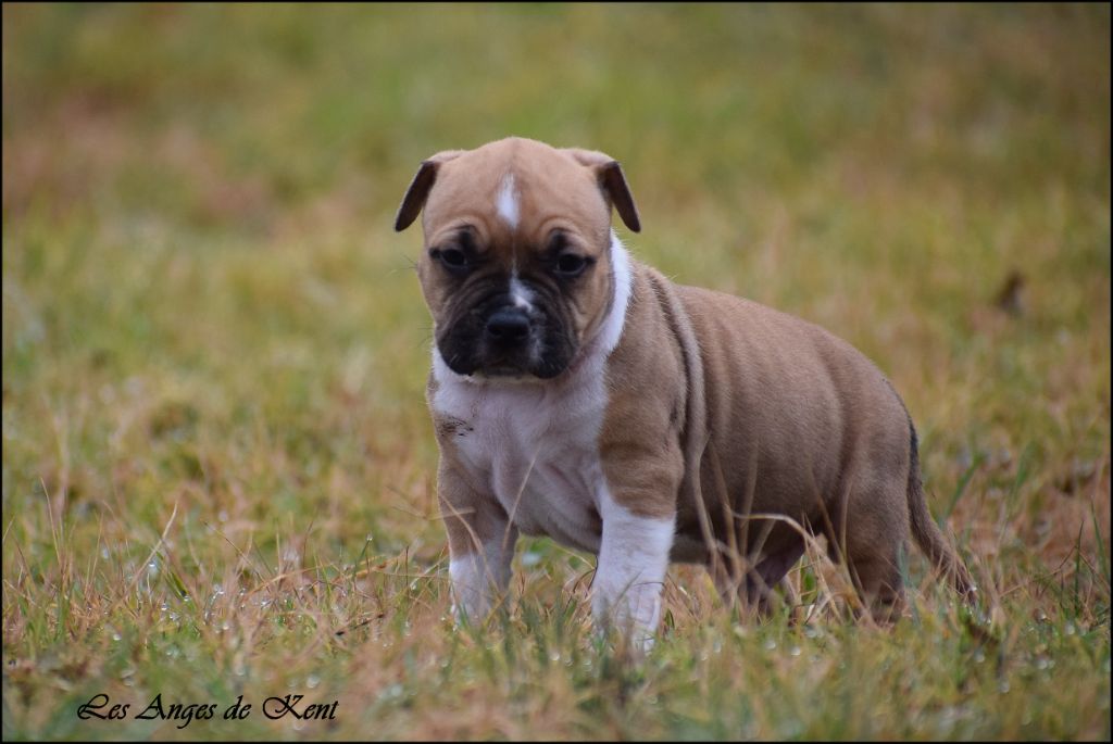 Des Anges De Kent - Chiot disponible  - American Staffordshire Terrier