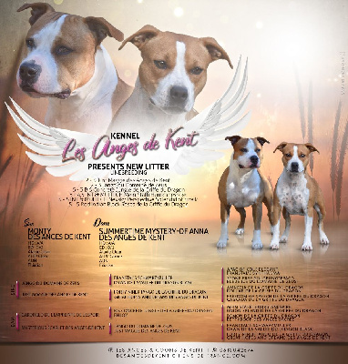 Kennel des les anges best sale