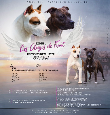 Des Anges De Kent - American Staffordshire Terrier - Portée née le 16/02/2024