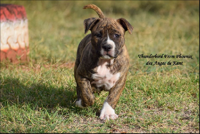 Des Anges De Kent - American Staffordshire Terrier - Portée née le 25/08/2022