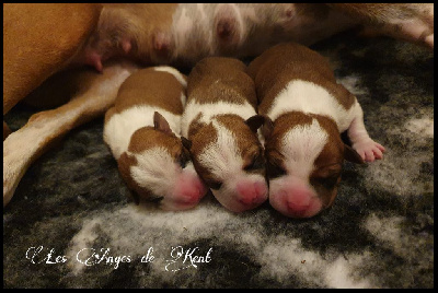Des Anges De Kent - American Staffordshire Terrier - Portée née le 08/08/2023