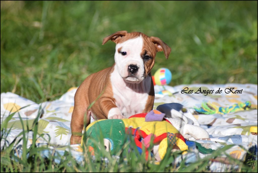 Des Anges De Kent - Chiot disponible  - American Staffordshire Terrier