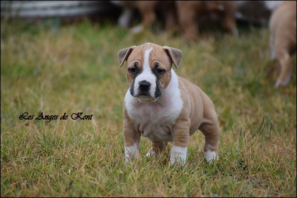 Des Anges De Kent - Chiot disponible  - American Staffordshire Terrier