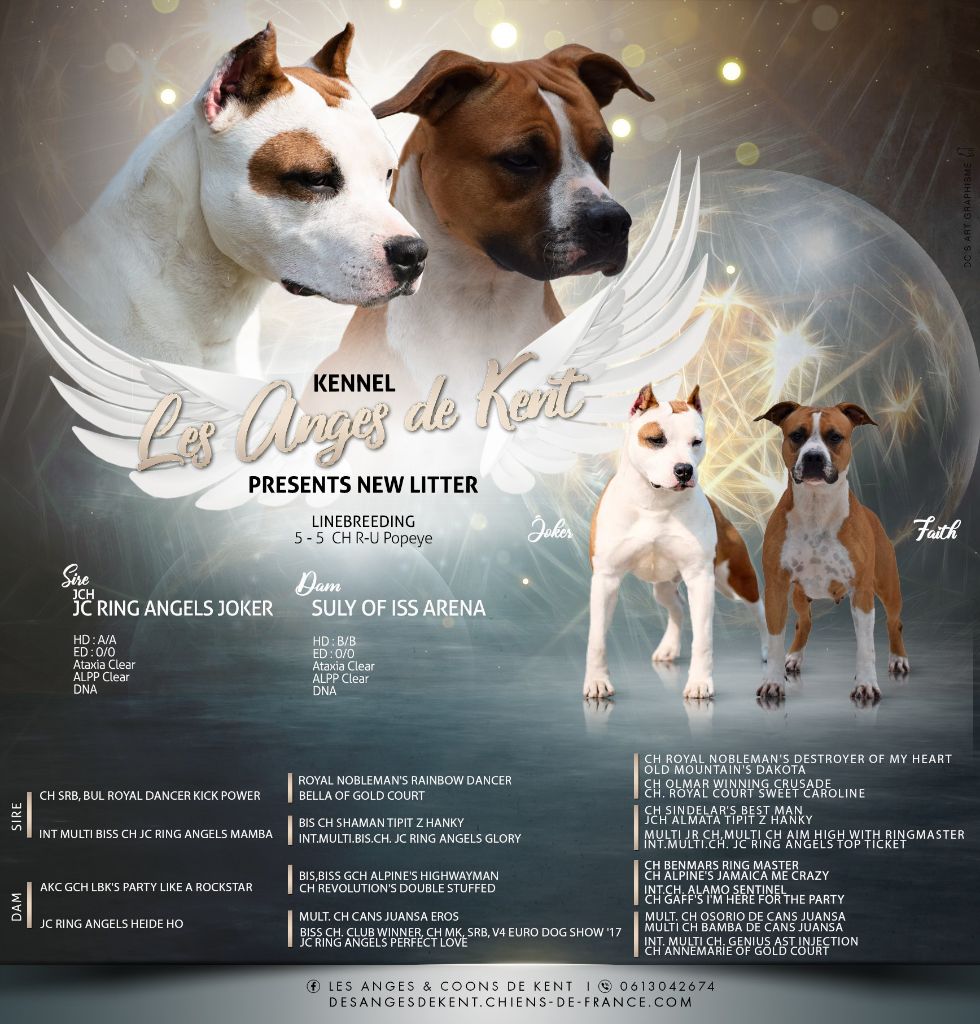 chiot American Staffordshire Terrier Des Anges De Kent