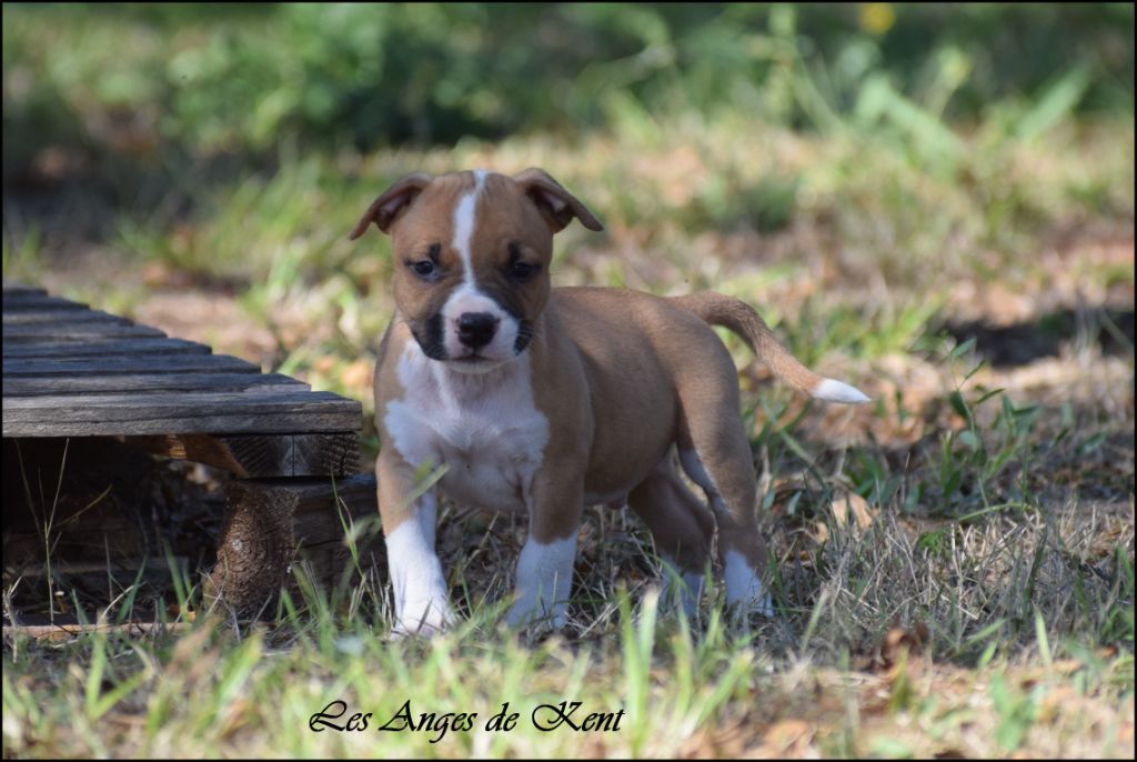 Des Anges De Kent - Chiot disponible  - American Staffordshire Terrier