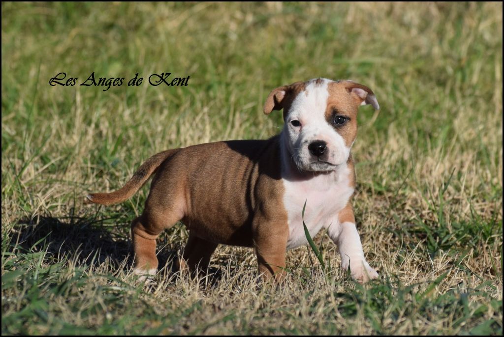 Des Anges De Kent - Chiot disponible  - American Staffordshire Terrier