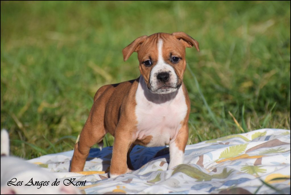 Des Anges De Kent - Chiot disponible  - American Staffordshire Terrier