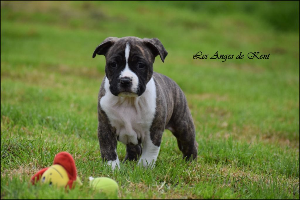 Des Anges De Kent - Chiot disponible  - American Staffordshire Terrier