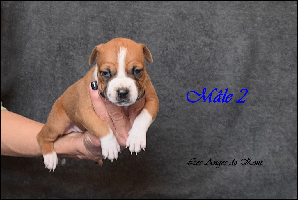 Des Anges De Kent - Chiot disponible  - American Staffordshire Terrier