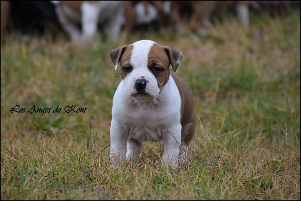 Des Anges De Kent - Chiot disponible  - American Staffordshire Terrier