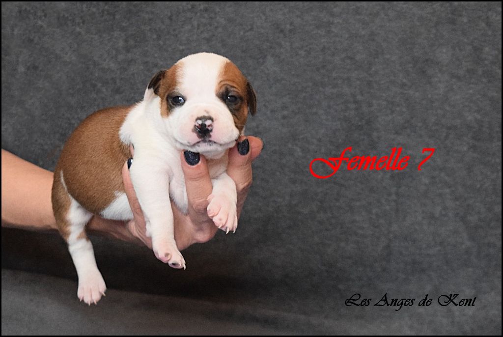 Des Anges De Kent - Chiot disponible  - American Staffordshire Terrier