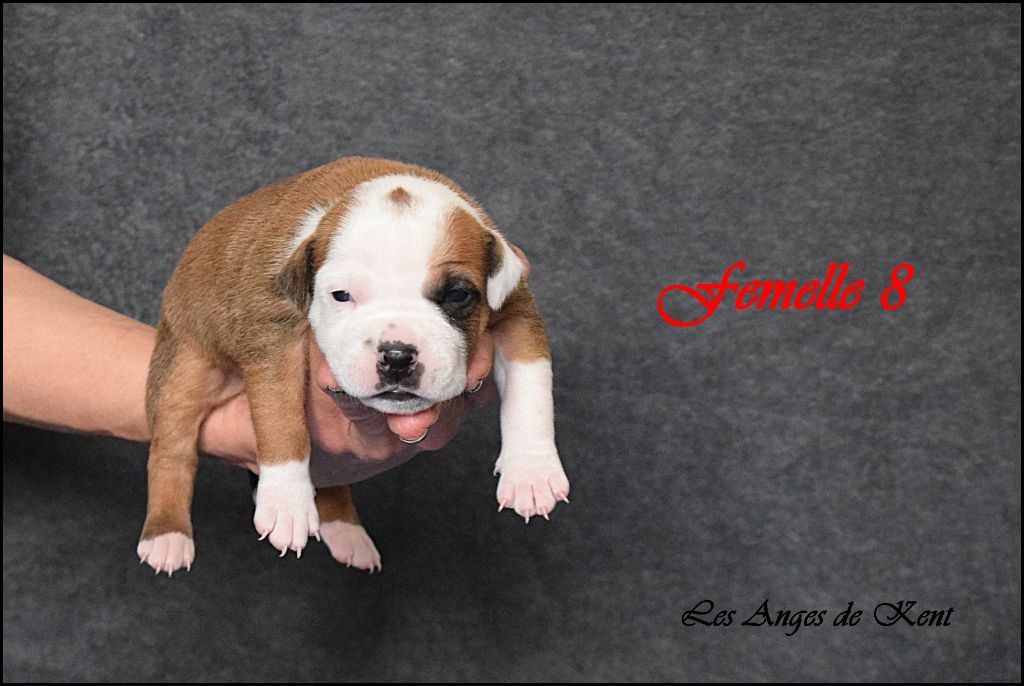 Des Anges De Kent - Chiot disponible  - American Staffordshire Terrier