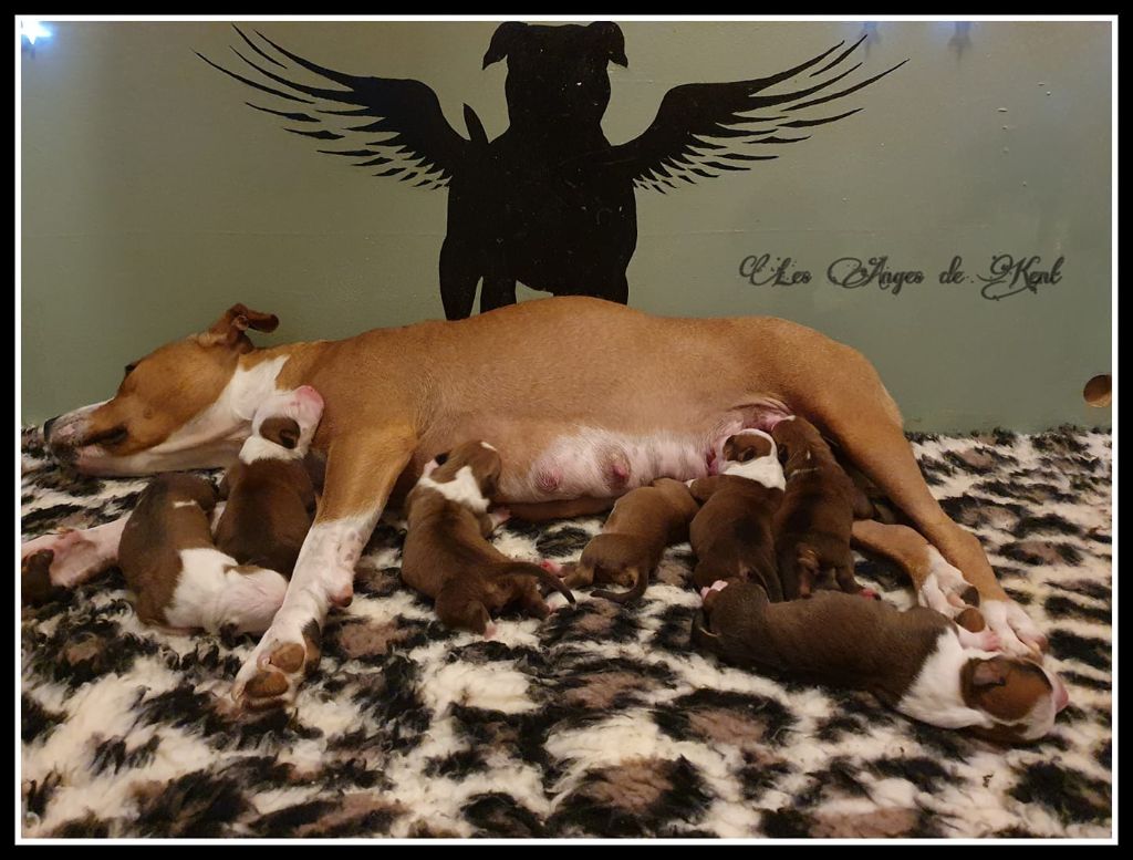 Des Anges De Kent - American Staffordshire Terrier - Portée née le 24/08/2020