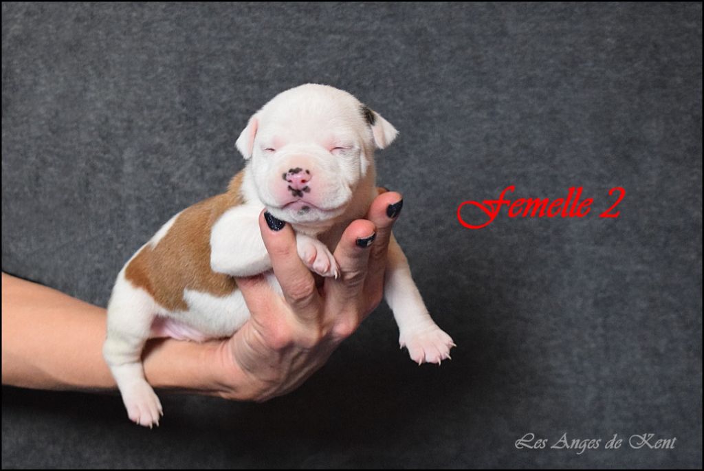 Des Anges De Kent - Chiot disponible  - American Staffordshire Terrier