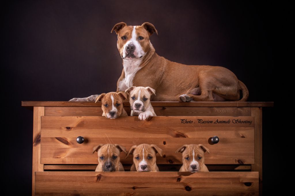 Des Anges De Kent - American Staffordshire Terrier - Portée née le 20/05/2019